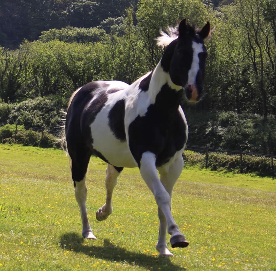 Classys Star Buck, American Paint Stallion - Roslin Stud, Devon, UK - Coloured Stallion